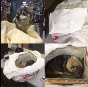 Bagged dog left for dead with a note