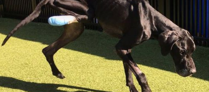 Starved dog gnawed off foot