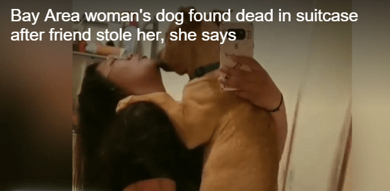 Stolen dog found in suitcase