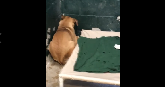 Surrendered dog shakes in fear