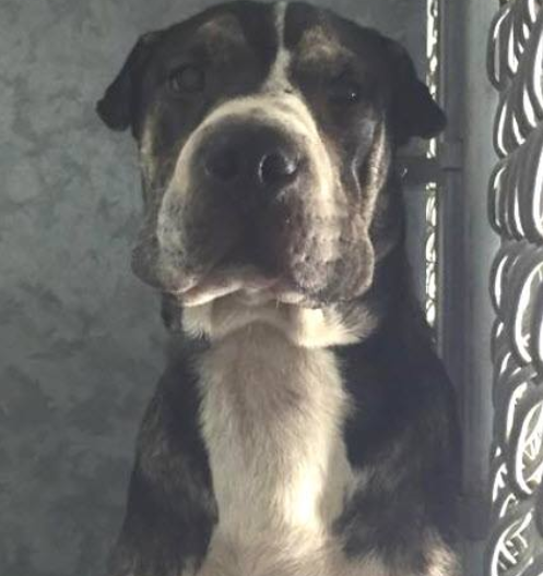 Surrendered puppy on death row