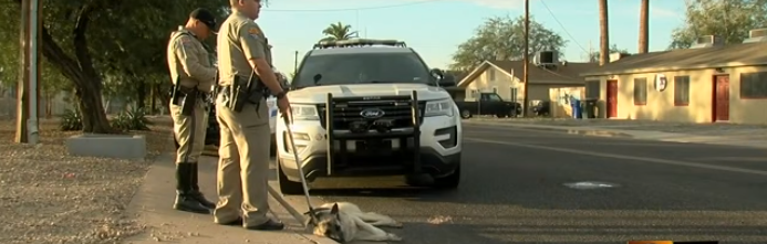 Frightened dog tazed after freeway run