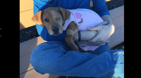 Teen accused of abandoning puppy who was hit by a train
