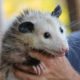 Teens accused of attacking opossum