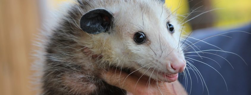 Teens accused of attacking opossum