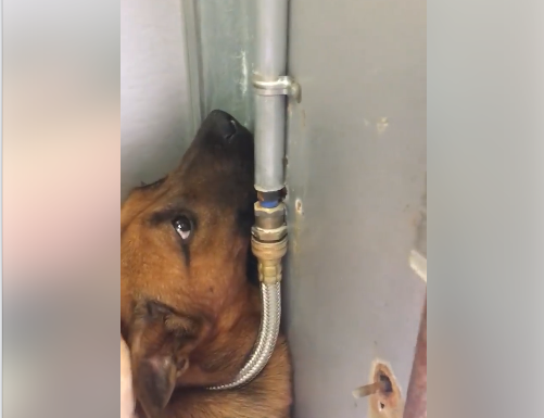 Video of terrified dog