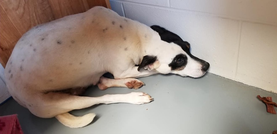Shelter seeks rescue group for terrified dog