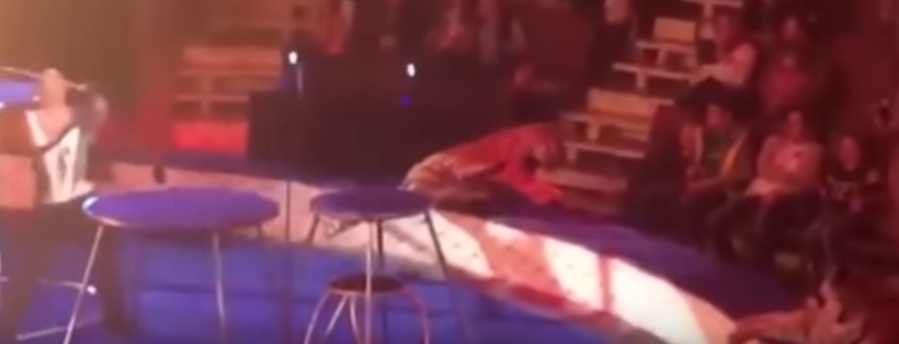 Tiger convulsing at circus