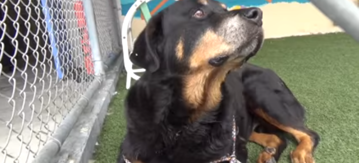 Dog surrendered for being too old