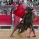 Torture of bulls