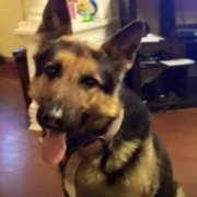 Traffic stop leads to recovery of stolen dog