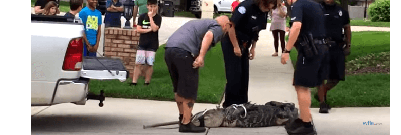 Trapper knocked out by alligator