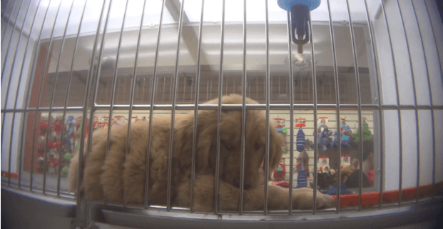HSUS undercover investigation at pet stores