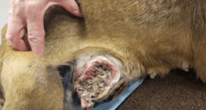 dog's untreated infection