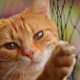 USDA ends research on cats