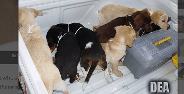 Prison time for veterinarian who smuggled heroin in puppies
