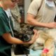 Veterinarians pass animal welfare resolutions