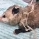 Wildlife center issues warning after possum found caught in plastic