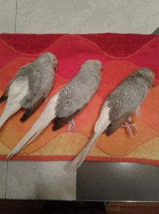 warning after pet birds died