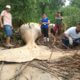 Body of whale found in Amazon jungle