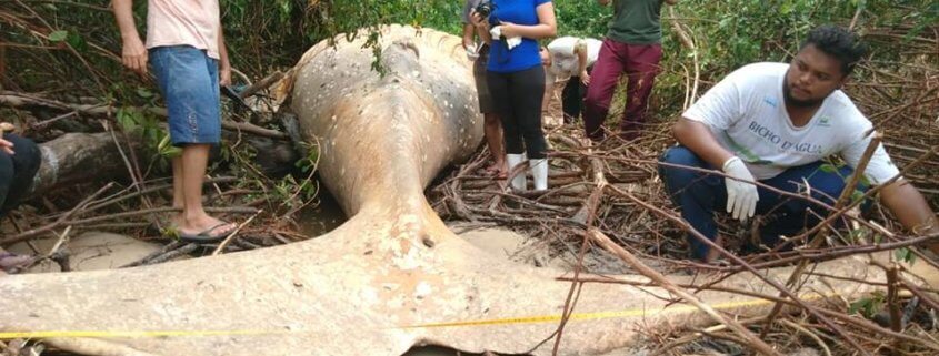 Body of whale found in Amazon jungle