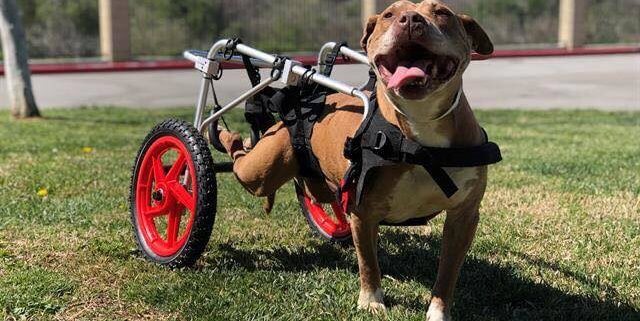 Wheelchair bound dog red-listed