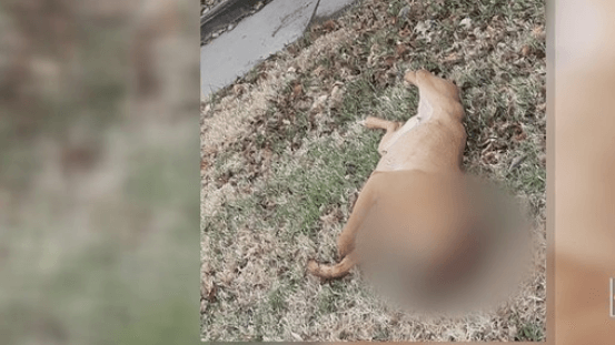 Who killed Camber, dog found shot in the head