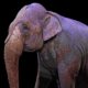 England bans wild animals from circuses
