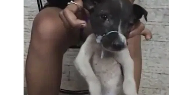 Woman in video abuses puppy