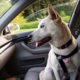 Woman arrested for leaving dog in a hot car