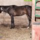 woman charged after neglected horses found