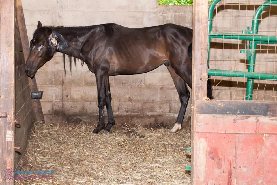 woman charged after neglected horses found