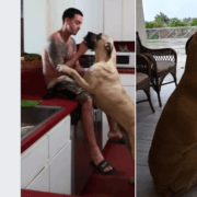 Woman dumped dog because boyfriend didn't like him