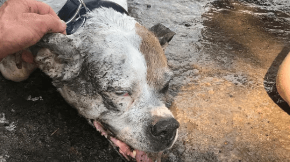Woman saved lifeless dog who nearly drowned