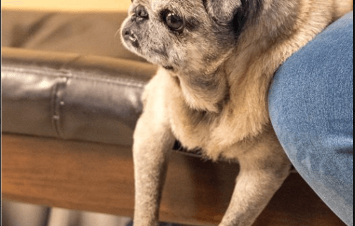 Woman sentenced for abandoning elderly dog