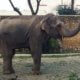 world's saddest elephant has died